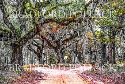Enchanted Oak Tallahassee Florida Print