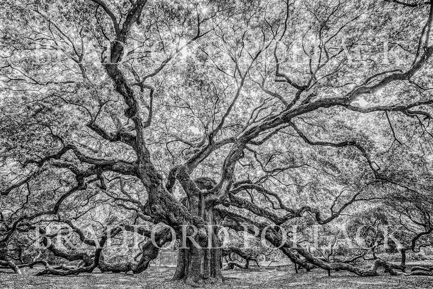 Angel Oak Tree Fine Art HDR Photography Print