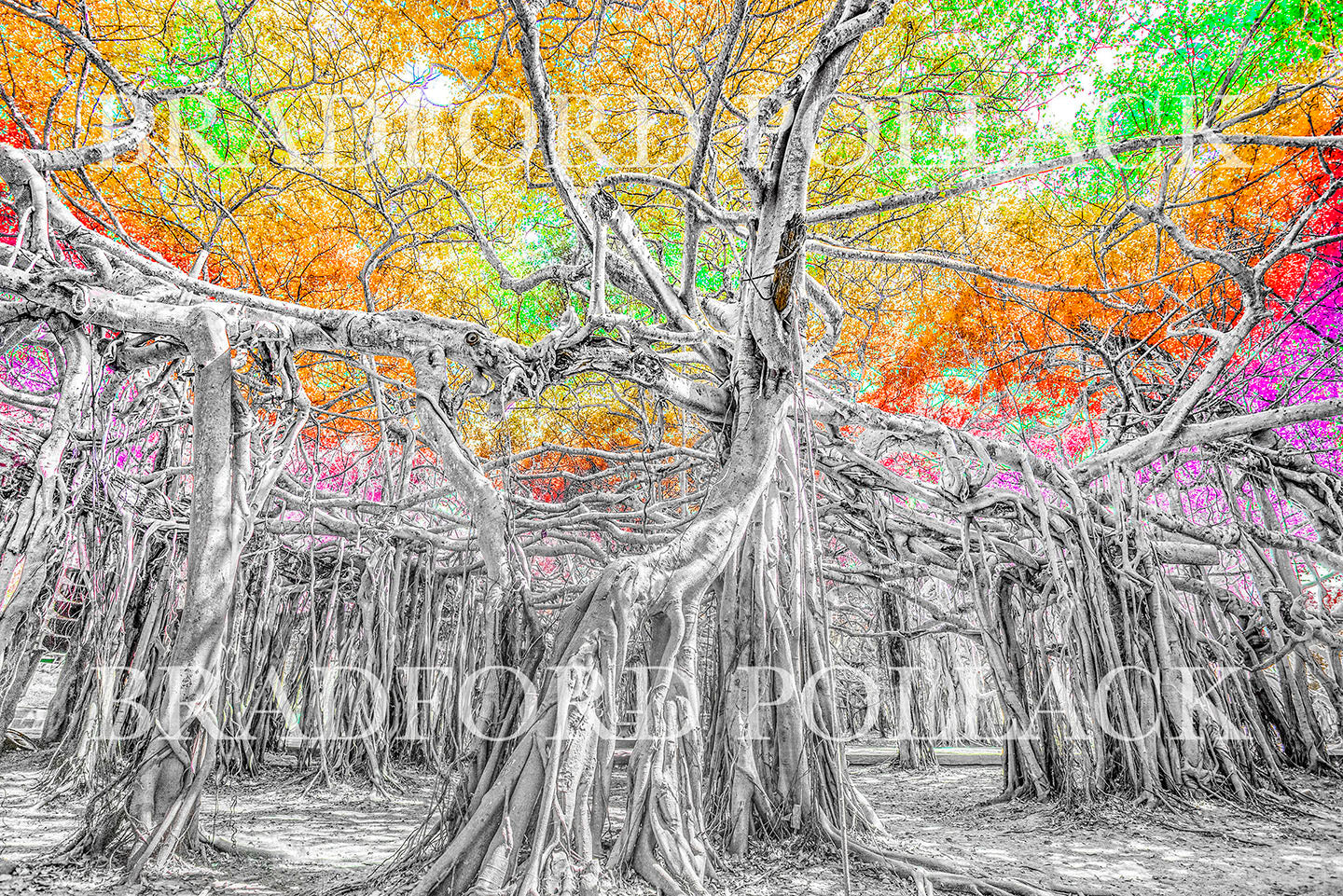 Banyan Forest Print