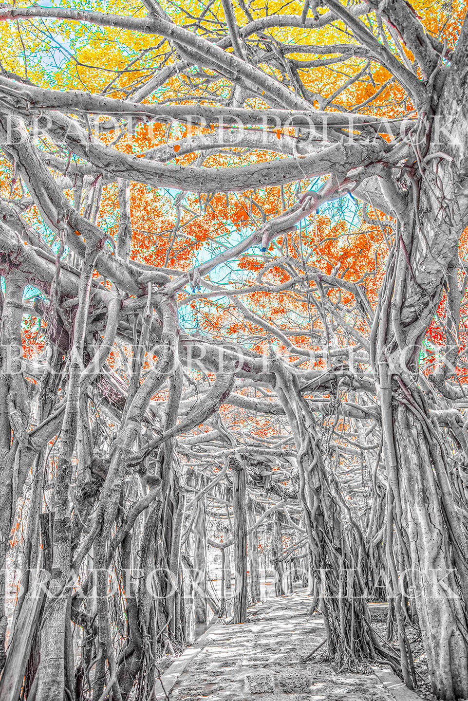 Banyan Pathway Thailand Fantasy Forest Print