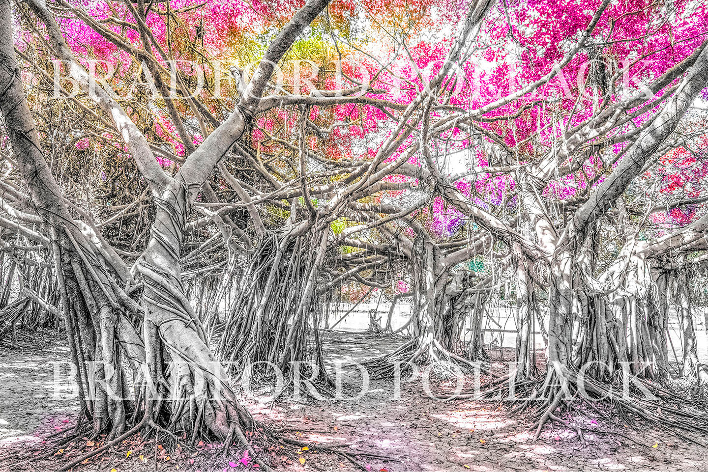 Banyan Composition Seven Magenta Breeze Print