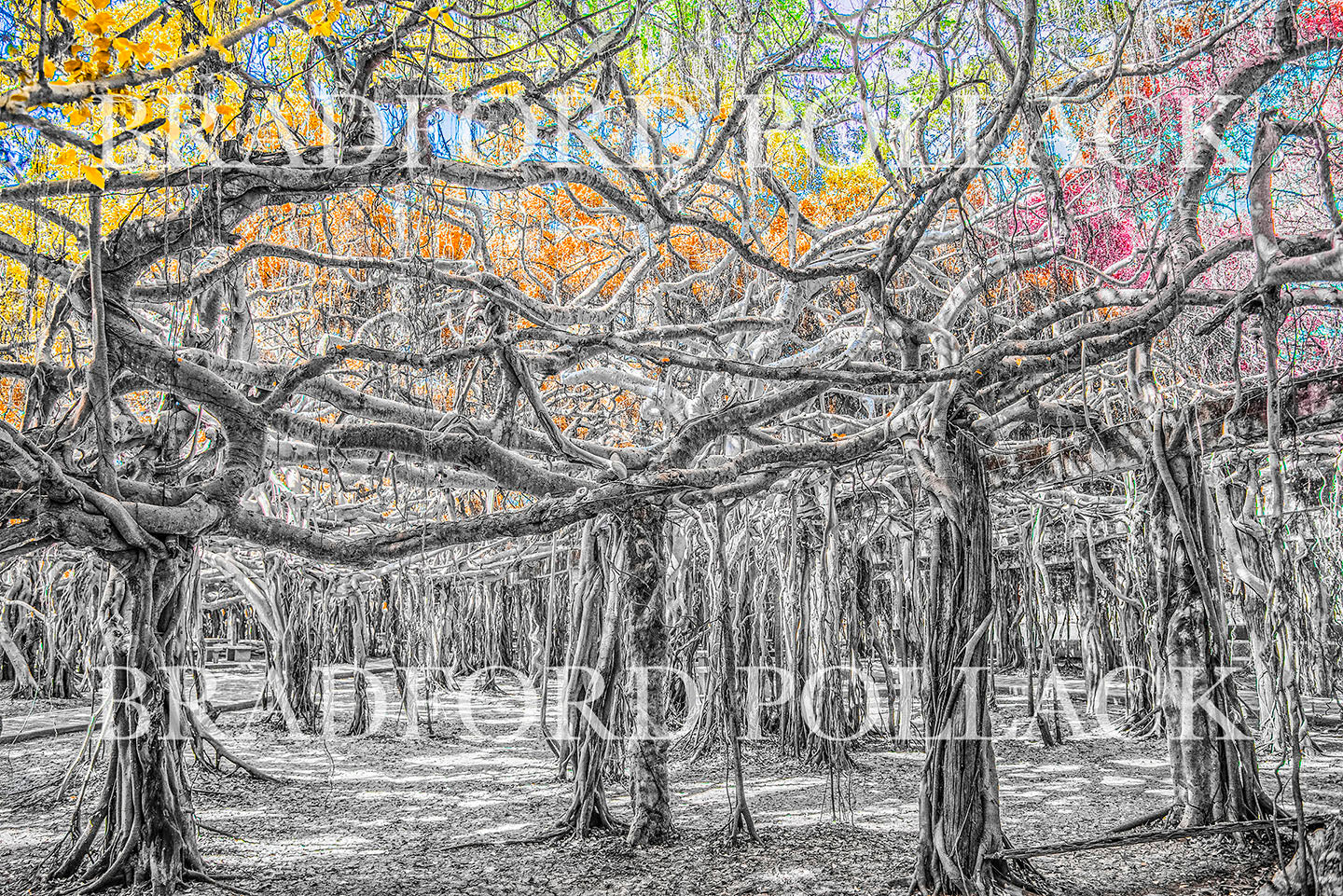 Banyan Composition Six Print