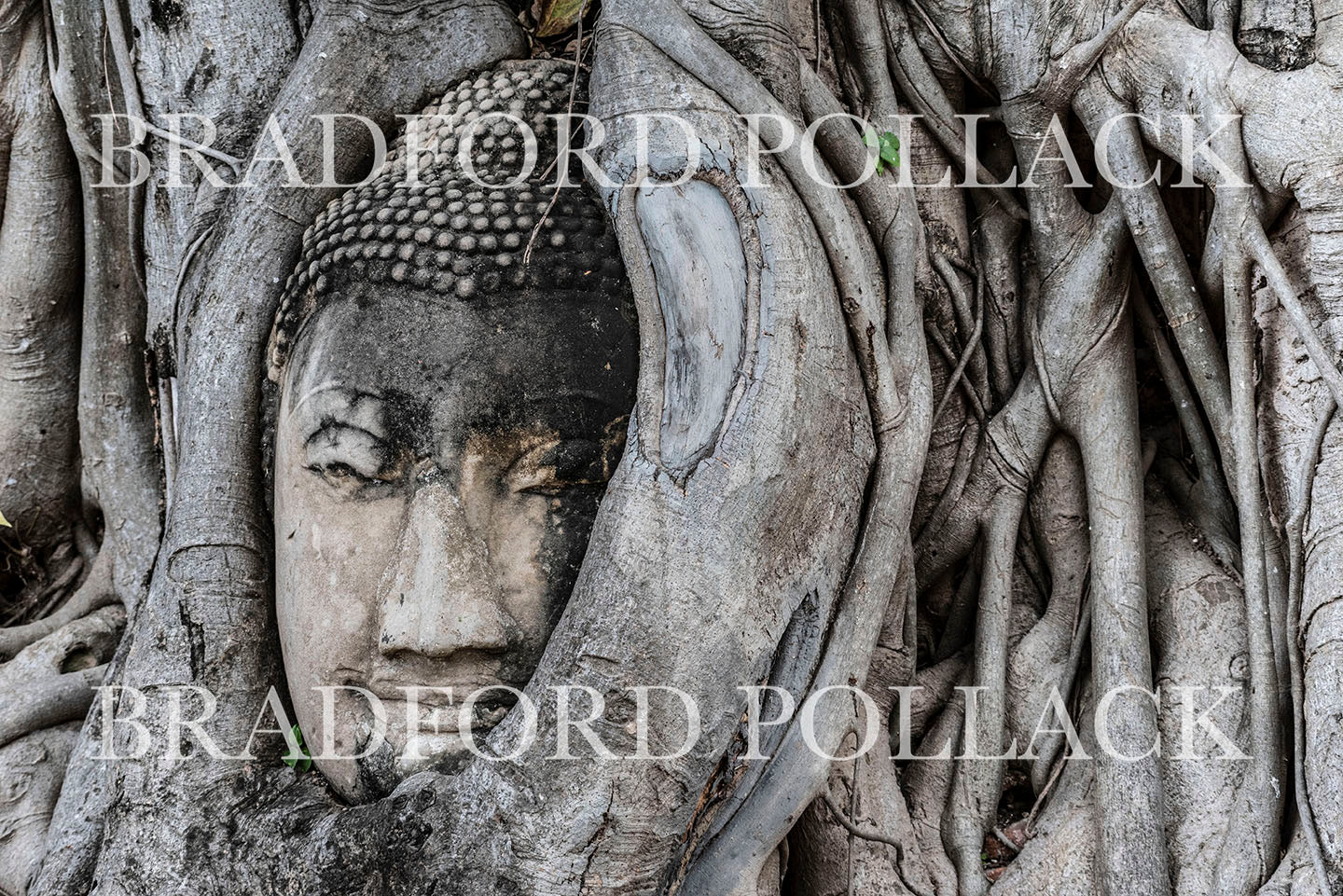 Ayutthaya Ancient Buddha Thailand Print