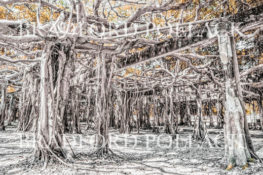 Crawling Banyan Trees Thailand Print