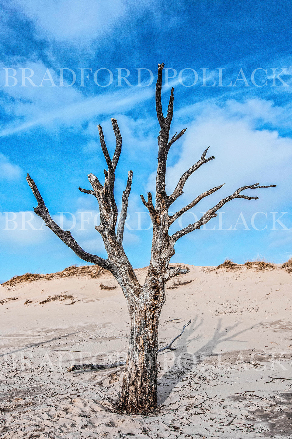 Sand Dune Tree Minimalist Art Print Lake Michigan