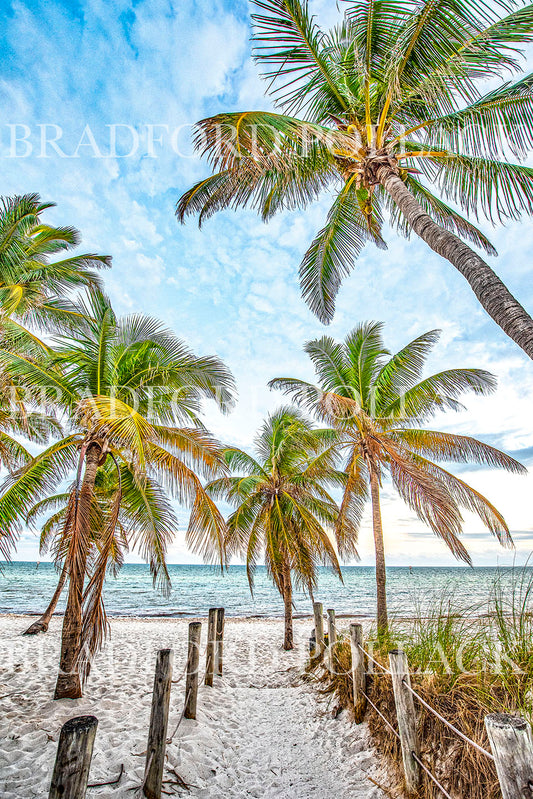 Key West Sandy Beach Path Palm Tree Tropical Florida Print