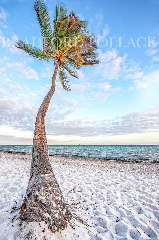 Key West Windy Palm Tropical Florida Beach Print
