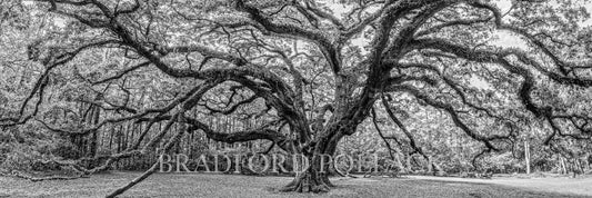 Tallahassee Oak Tree Panorama Black and White HDR Photography Fine Art Print