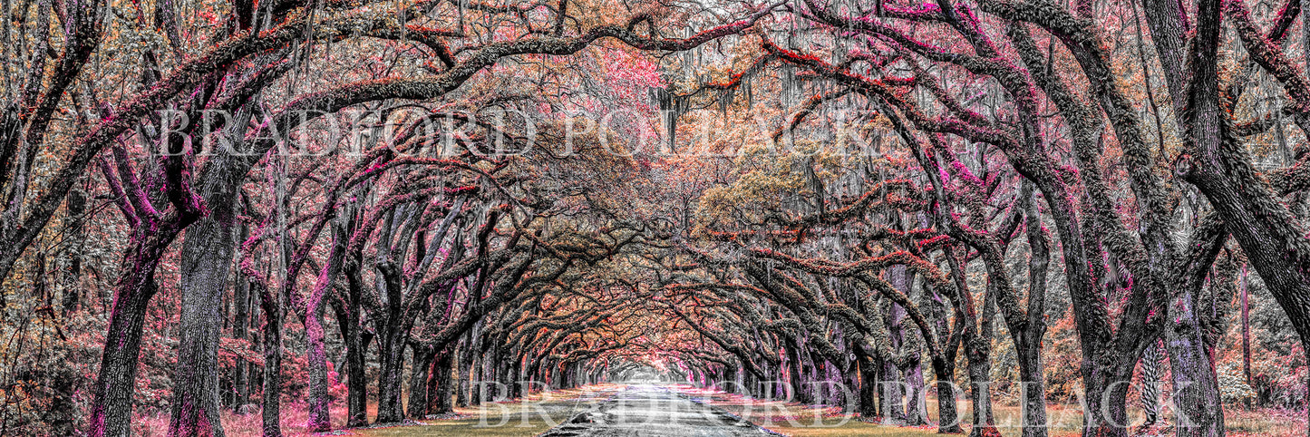 Oak Tree Tunnel Panorama Savannah Georgia HDR Photography Art Print