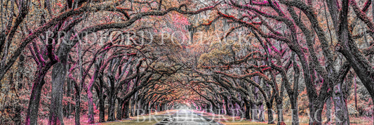 Oak Tree Tunnel Panorama Savannah Georgia HDR Photography Art Print