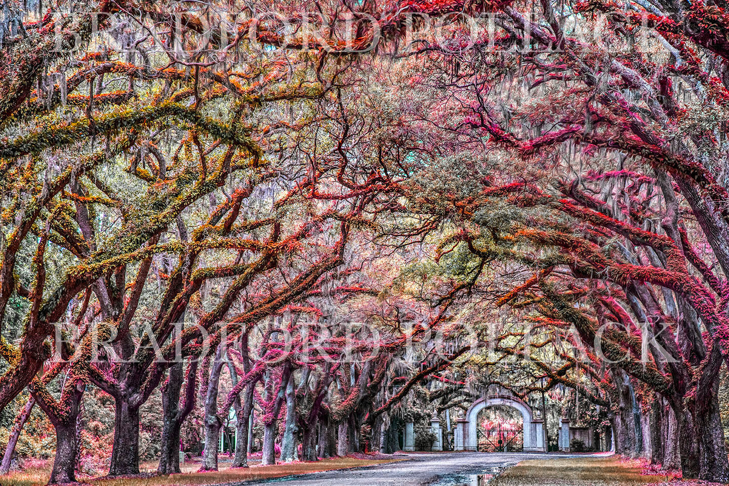 "Painted Oaks" Savannah Georgia Oak Trees Wormsloe Plantation Photography Art Print